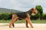 AIREDALE TERRIER 352